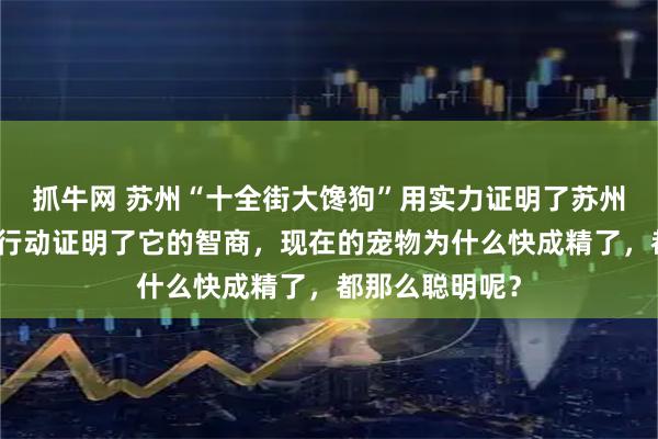 抓牛网 苏州“十全街大馋狗”用实力证明了苏州的美食！狗用行动证明了它的智商，现在的宠物为什么快成精了，都那么聪明呢？